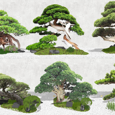  现代罗汉松树su模型 