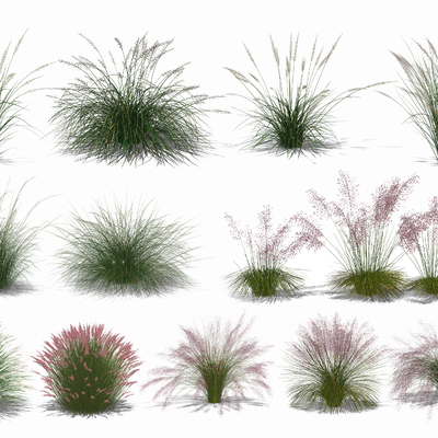  现代狗尾巴草花草su模型 