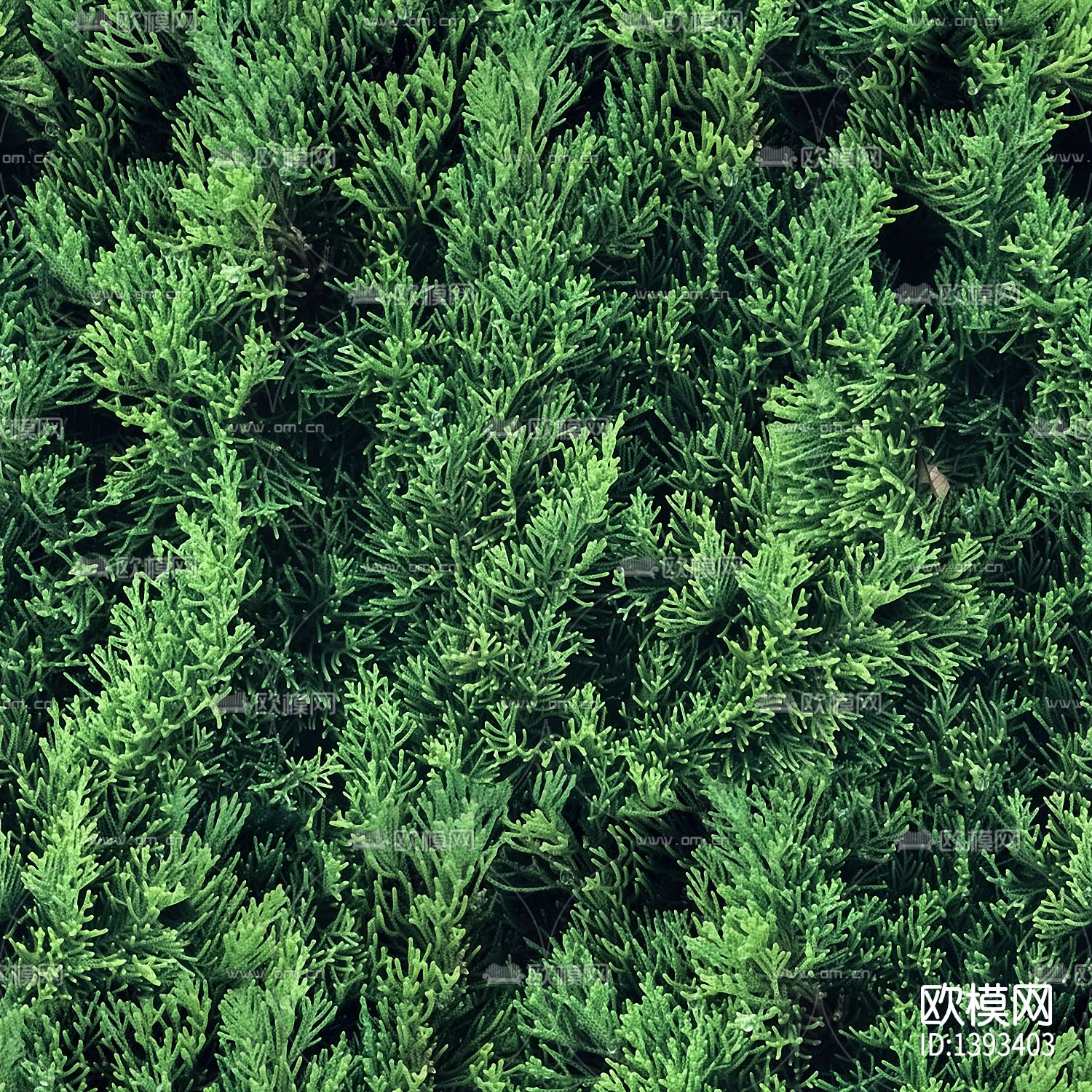 绿植柏树贴图下载