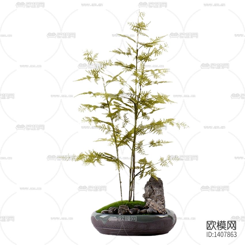 新中式禅意文竹盆景