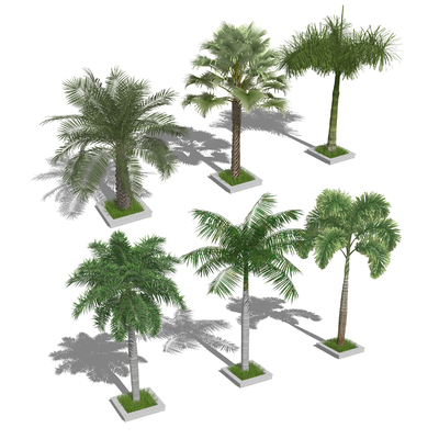  现代棕榈树su模型 