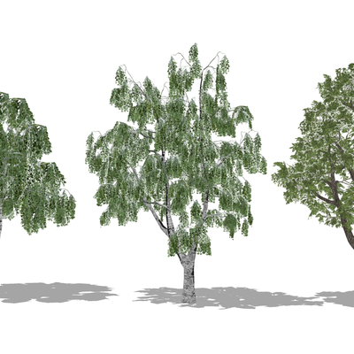  现代树木su模型 