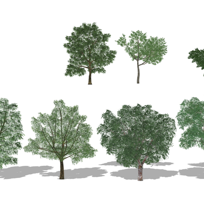  现代树木su模型 