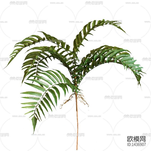 現(xiàn)代簡(jiǎn)約小樹蕨葉綠植下載