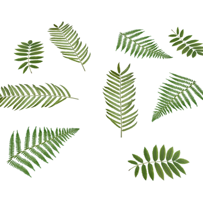  现代树叶落叶su模型 