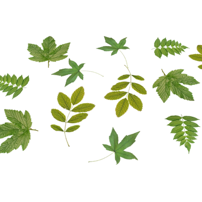  现代树叶落叶su模型 