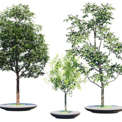  现代景观树su模型 