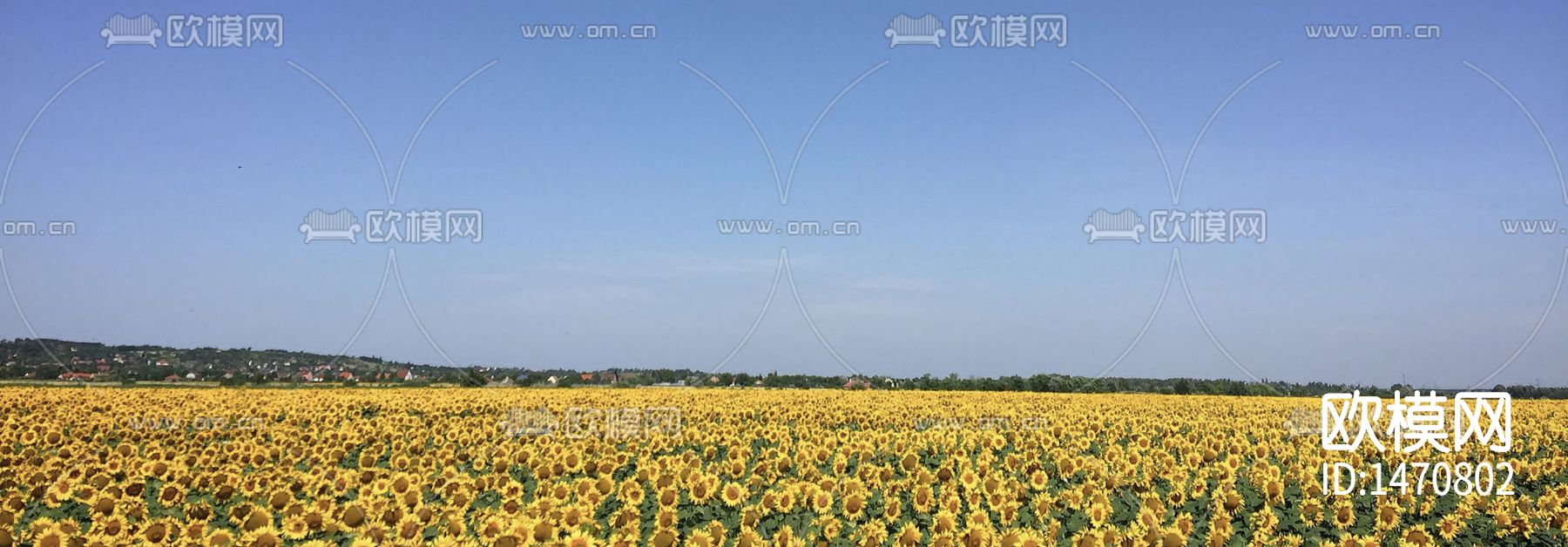 向日葵外景贴图下载