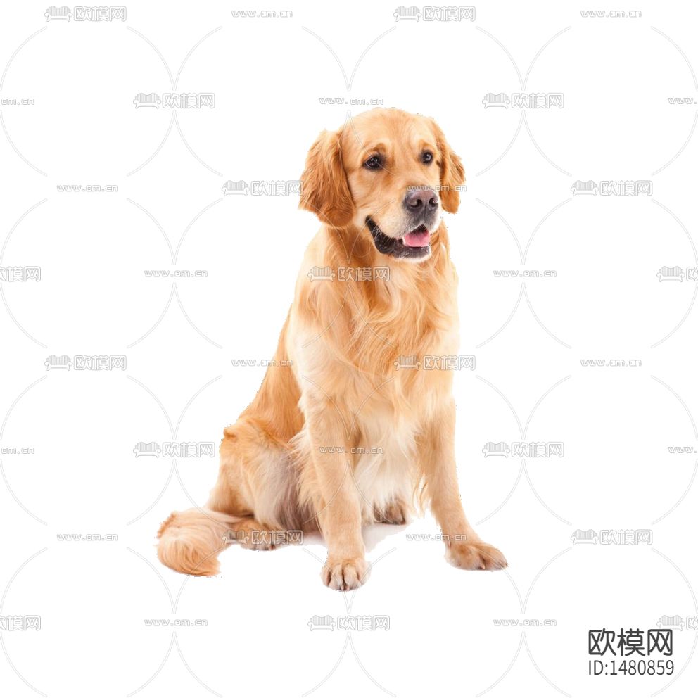 现代金毛宠物犬