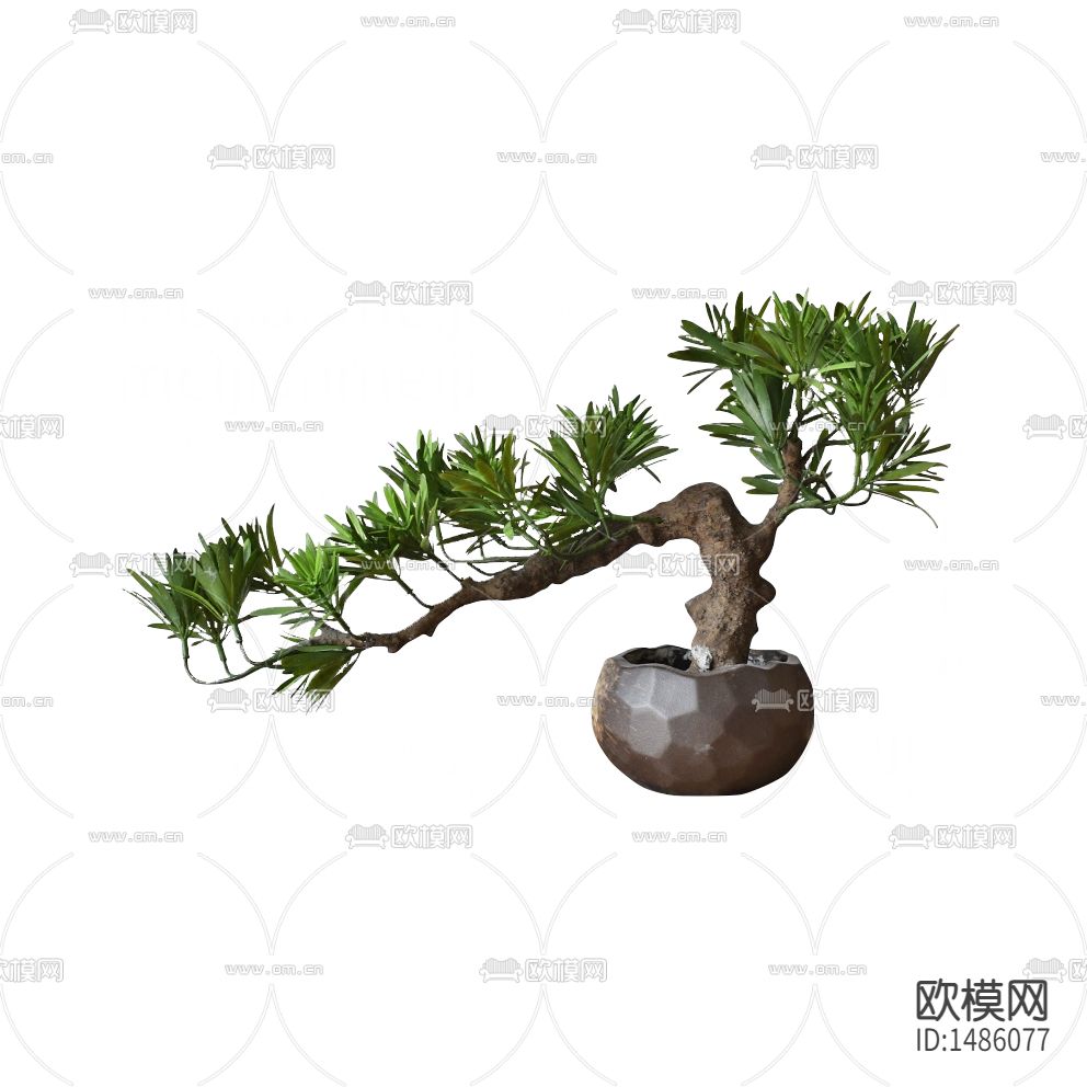 新中式禅意罗汉松盆景