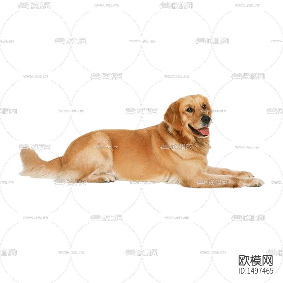 现代金毛宠物犬