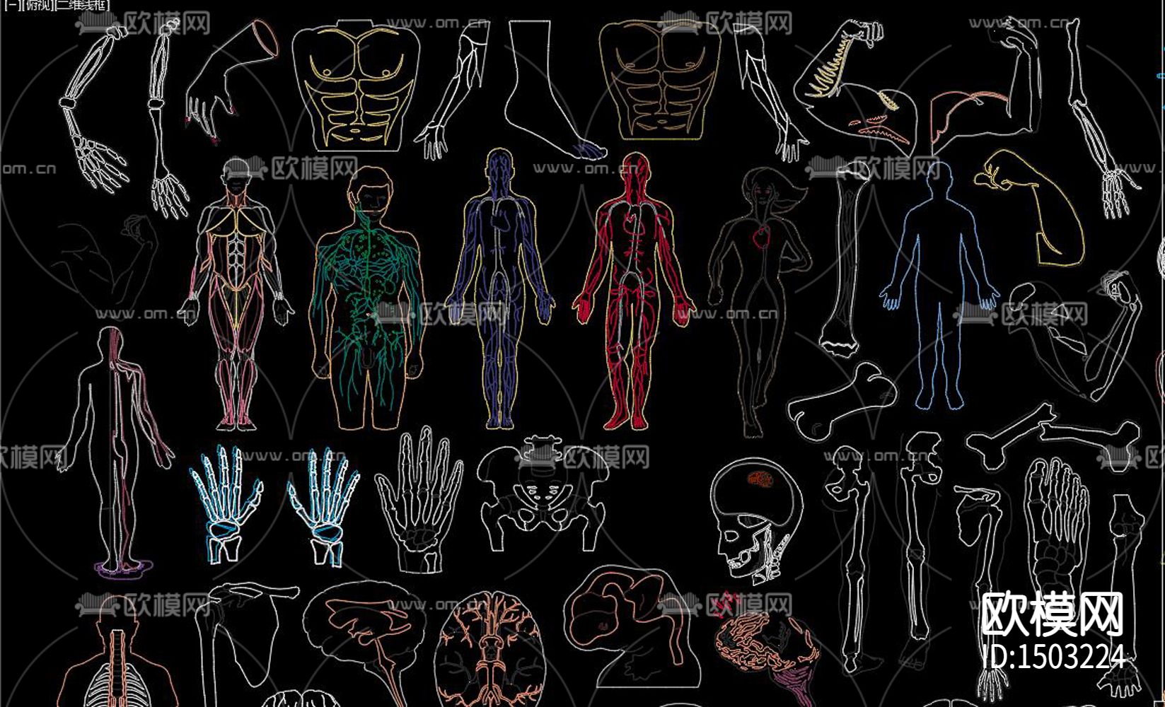 人体器官下载（渲染图3）