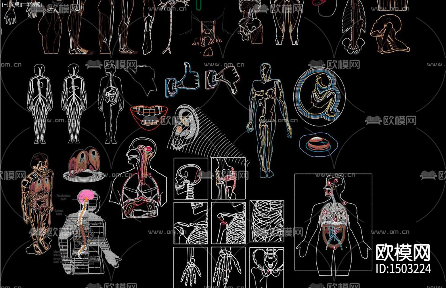 人体器官下载（渲染图8）