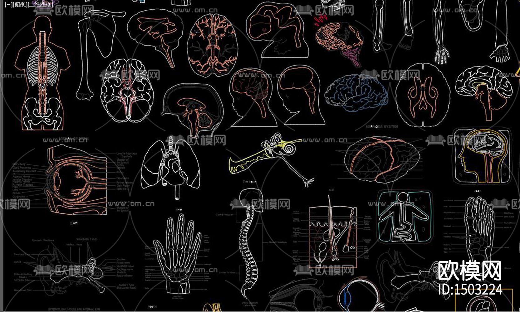 人体器官下载（渲染图2）
