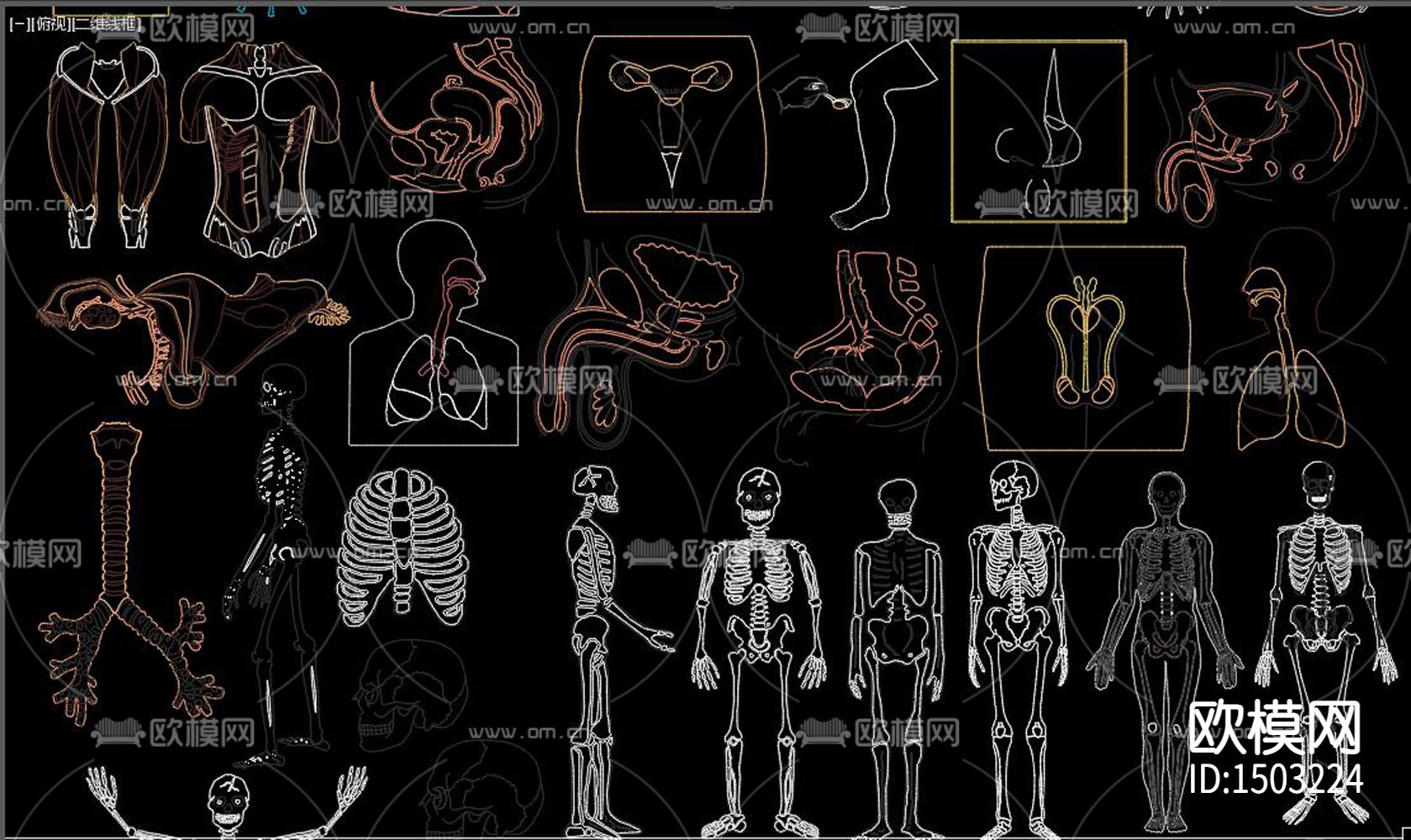 人体器官下载（渲染图5）