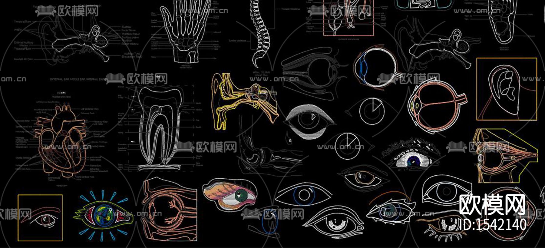 人体器官cad图库下载（渲染图6）