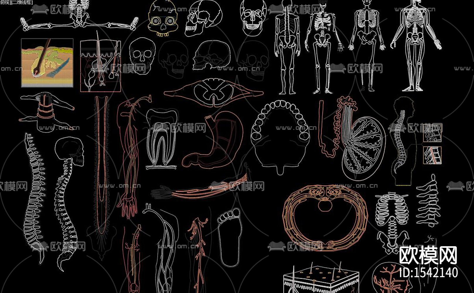 人体器官cad图库下载（渲染图7）