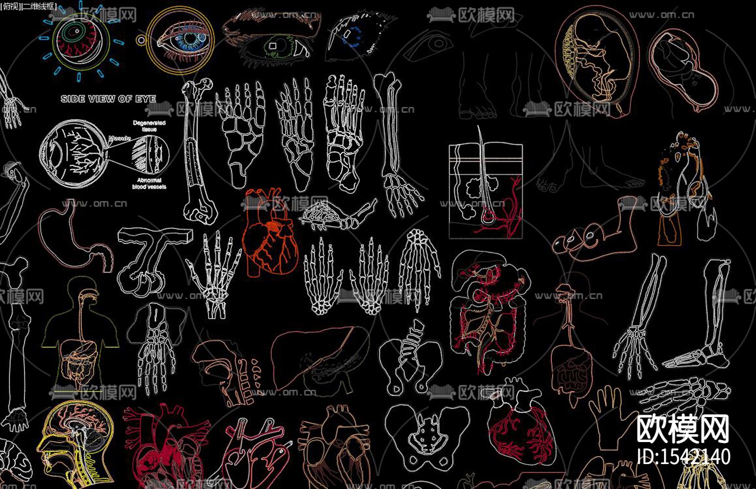 人体器官cad图库下载（渲染图4）