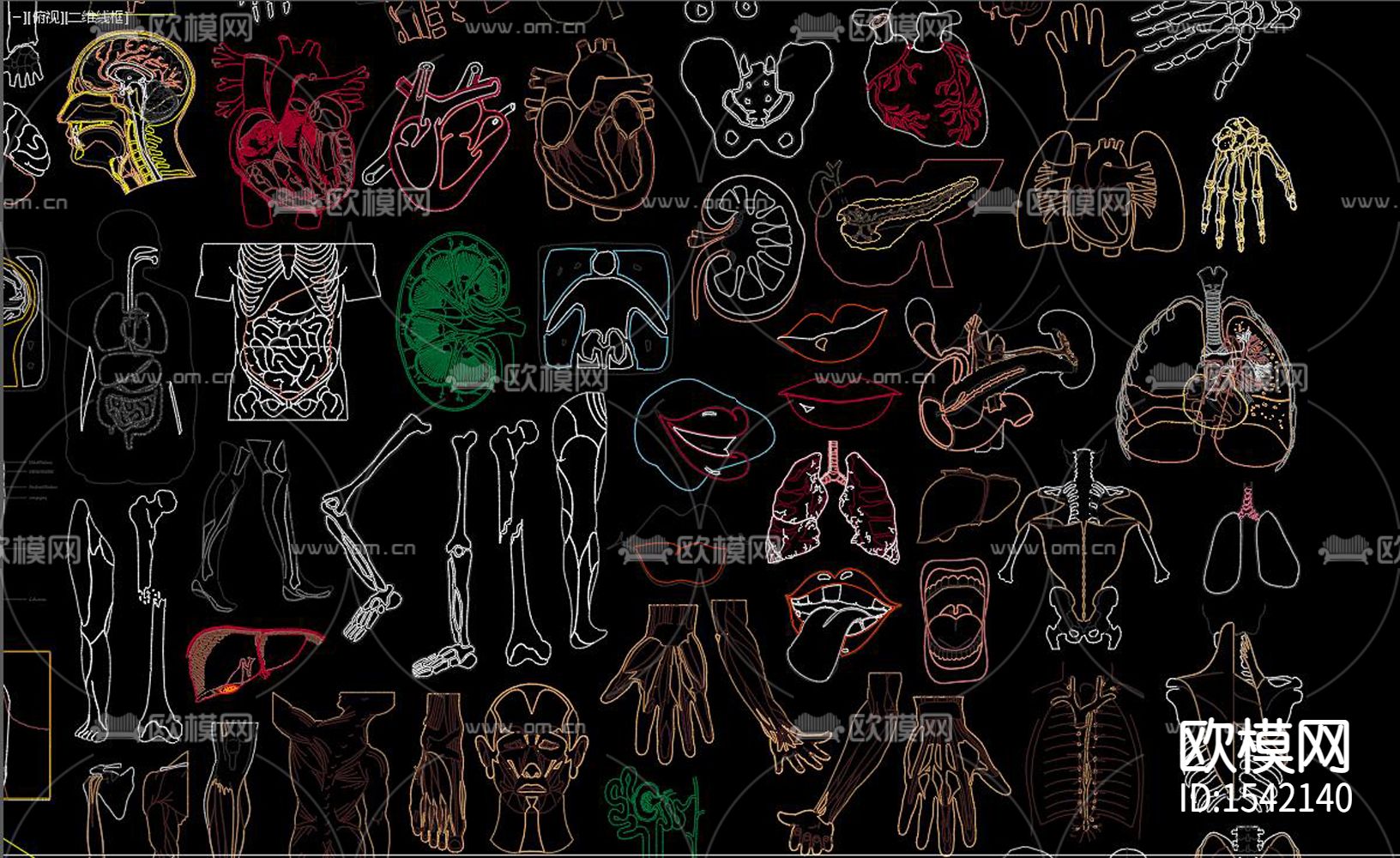 人体器官cad图库下载（渲染图8）