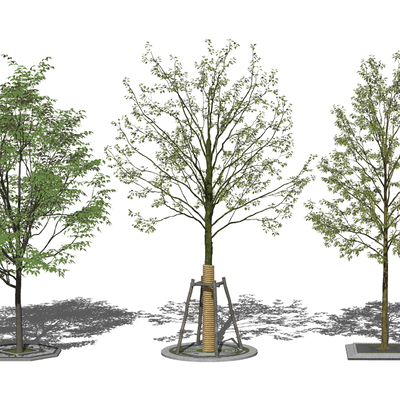  现代行道树景观树su模型 