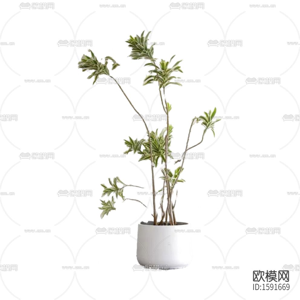 现代绿植盆栽