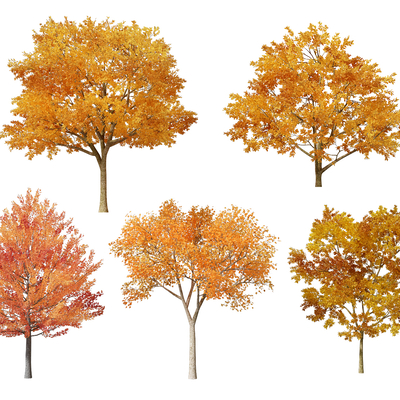  现代秋季枫树景观树黄叶树su模型 