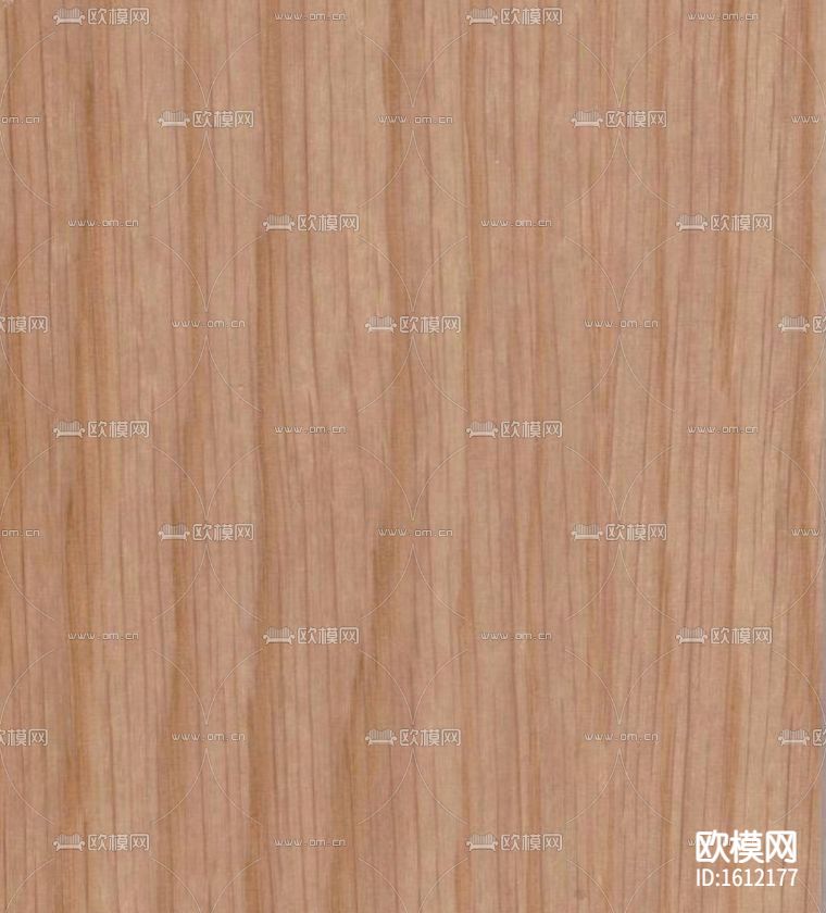 山纹白橡