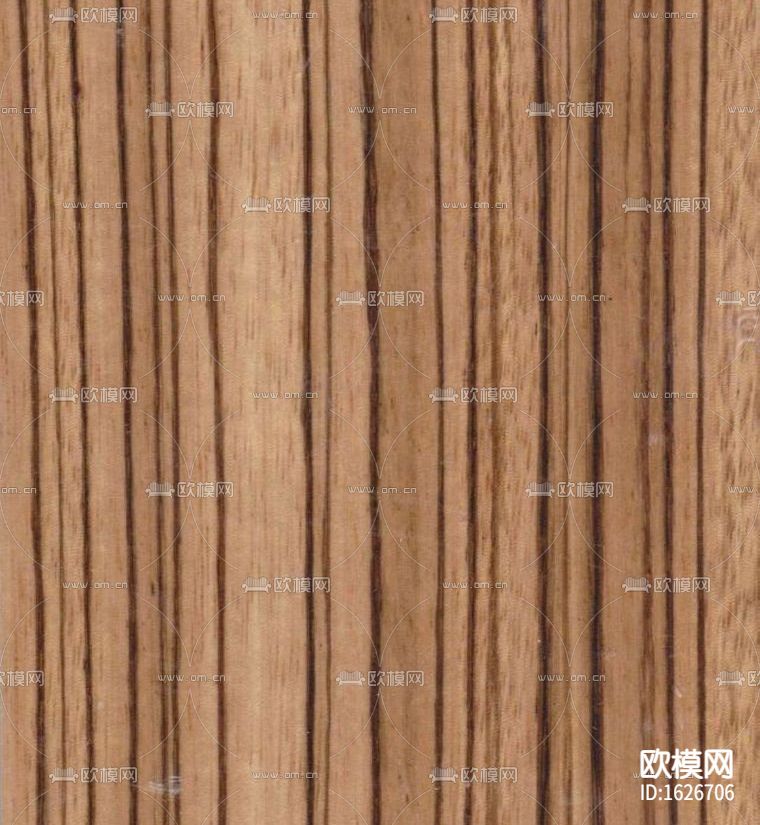 直纹斑马