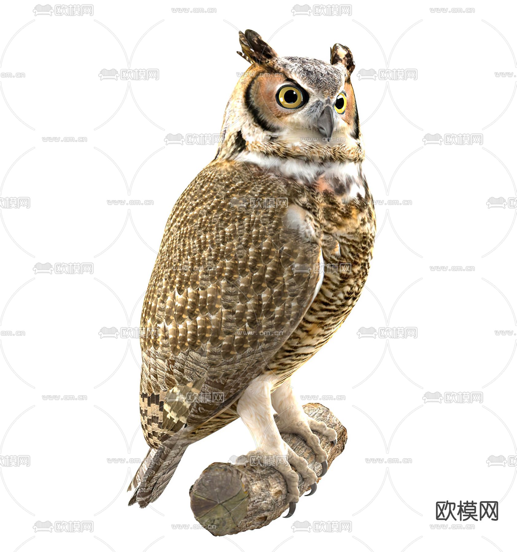 现代猫头鹰3d模型