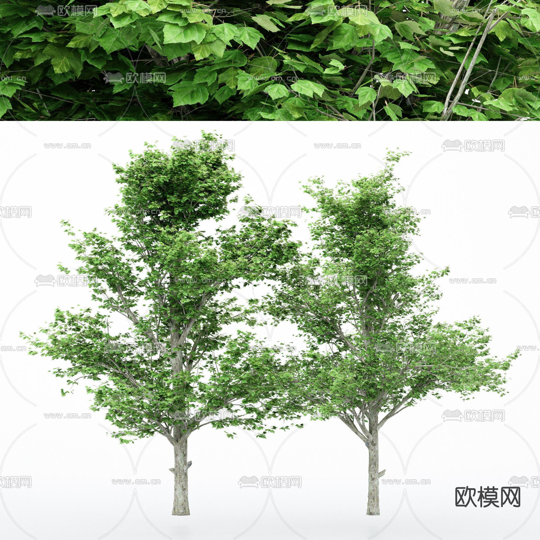 现代树木免费3d模型下载