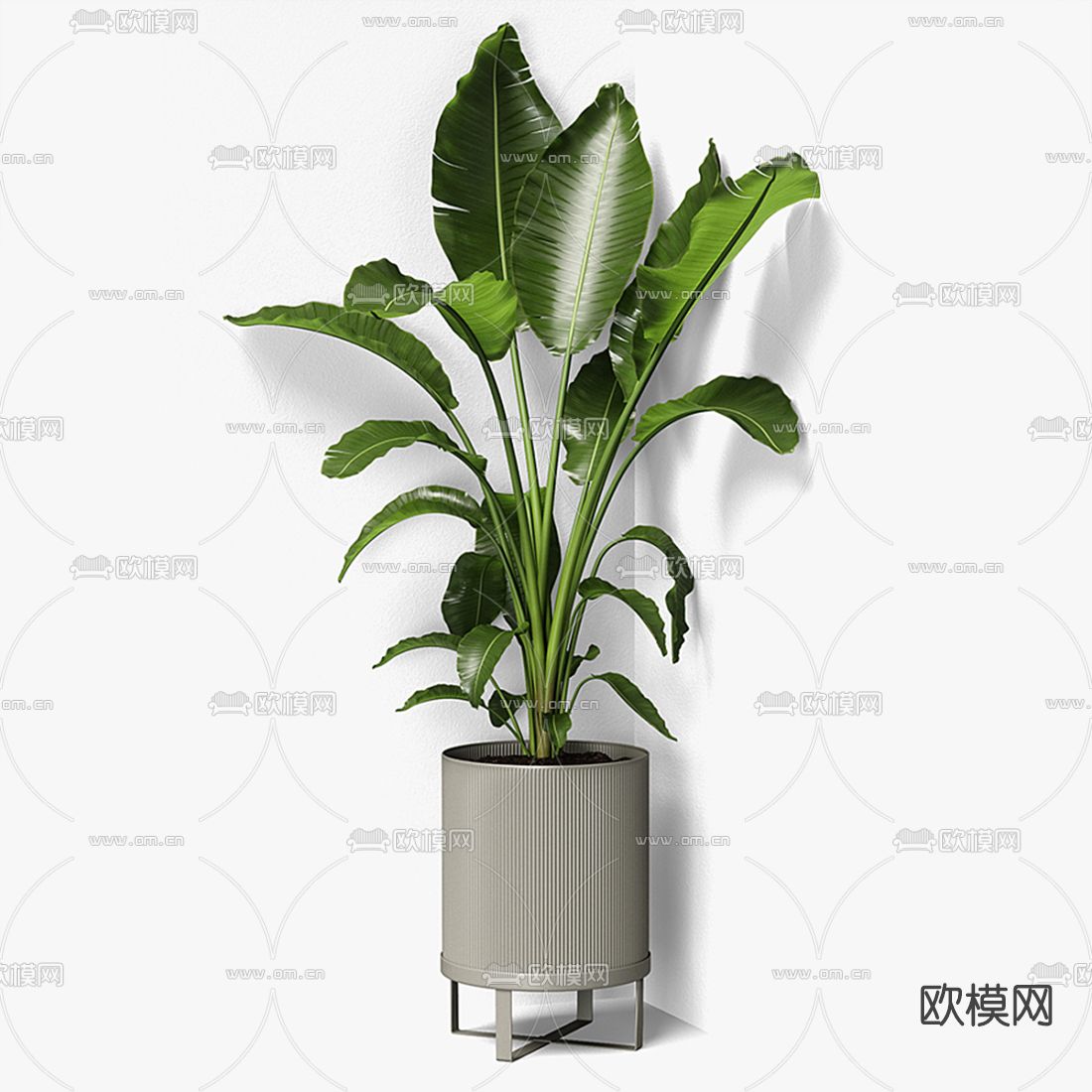 现代芭蕉盆栽3d模型下载（渲染图1）