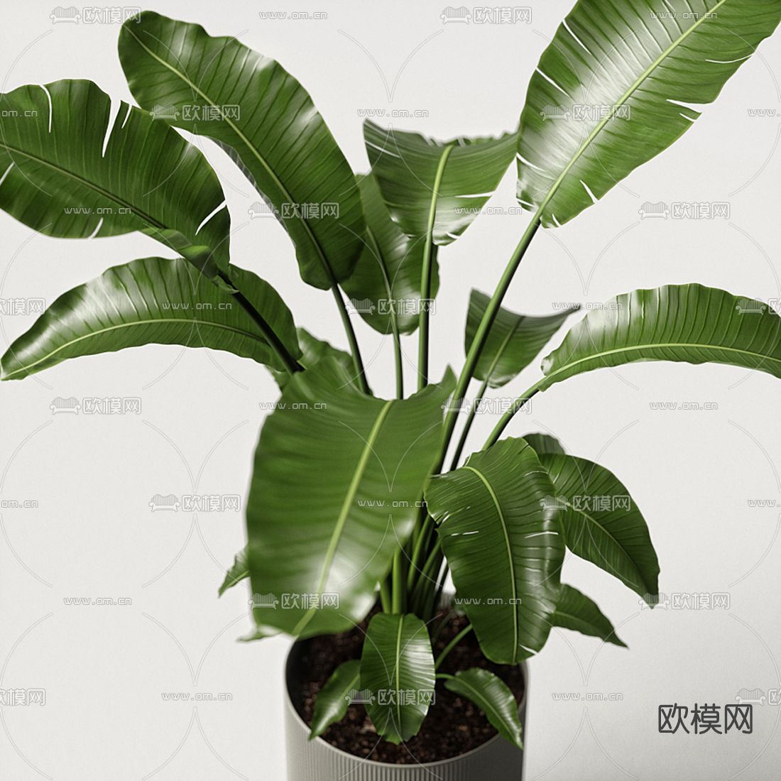 现代芭蕉盆栽3d模型下载（渲染图2）