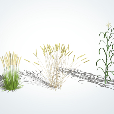  现代小麦su模型 