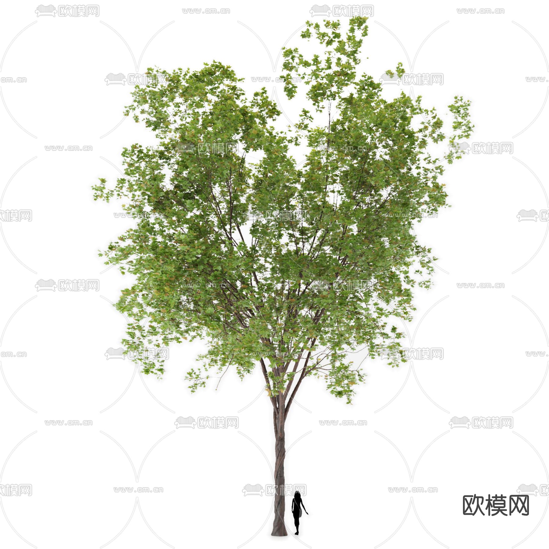 现代树木免费3d模型下载