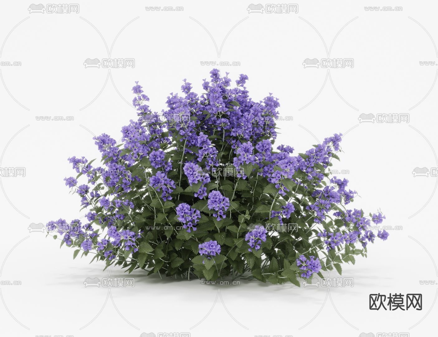 现代薰衣草花草植物3d模型下载（渲染图2）