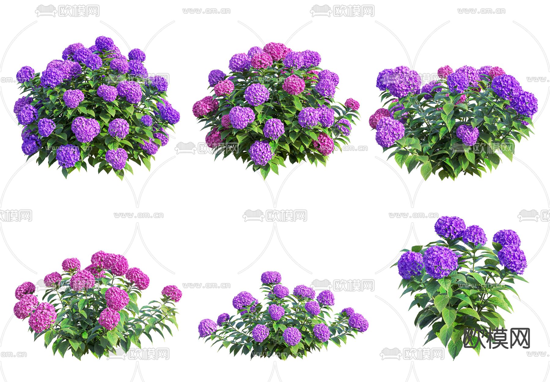 现代植物绣球花3d模型下载