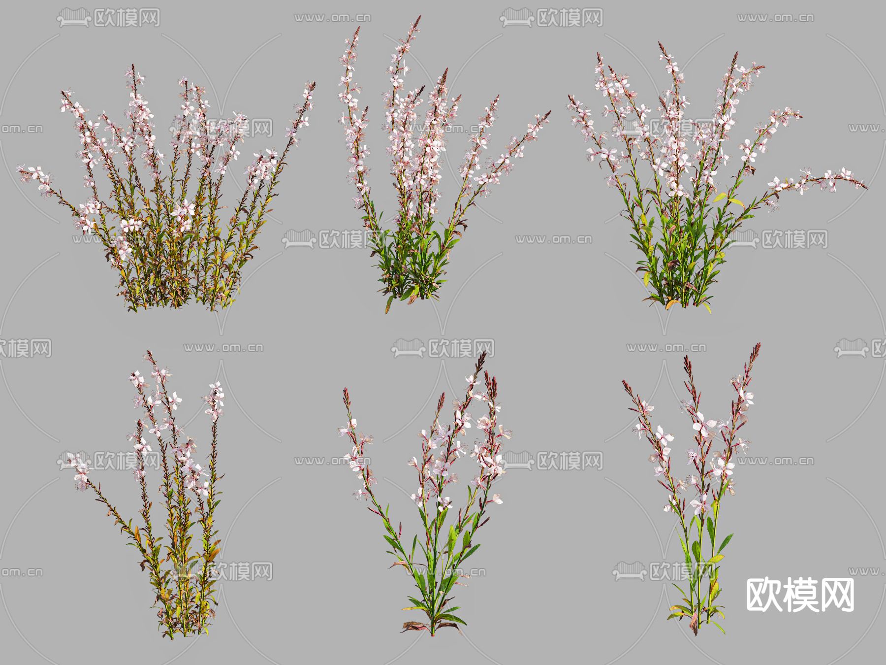 现代山桃草植物花草3d模型下载