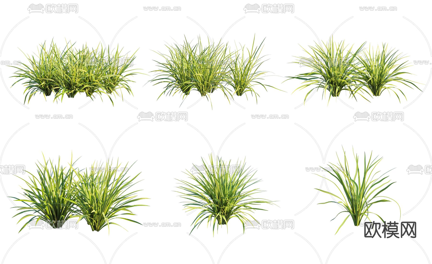 现代植物麦冬草3d模型