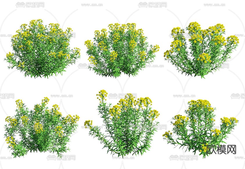 现代沼生大戟花草3d模型下载