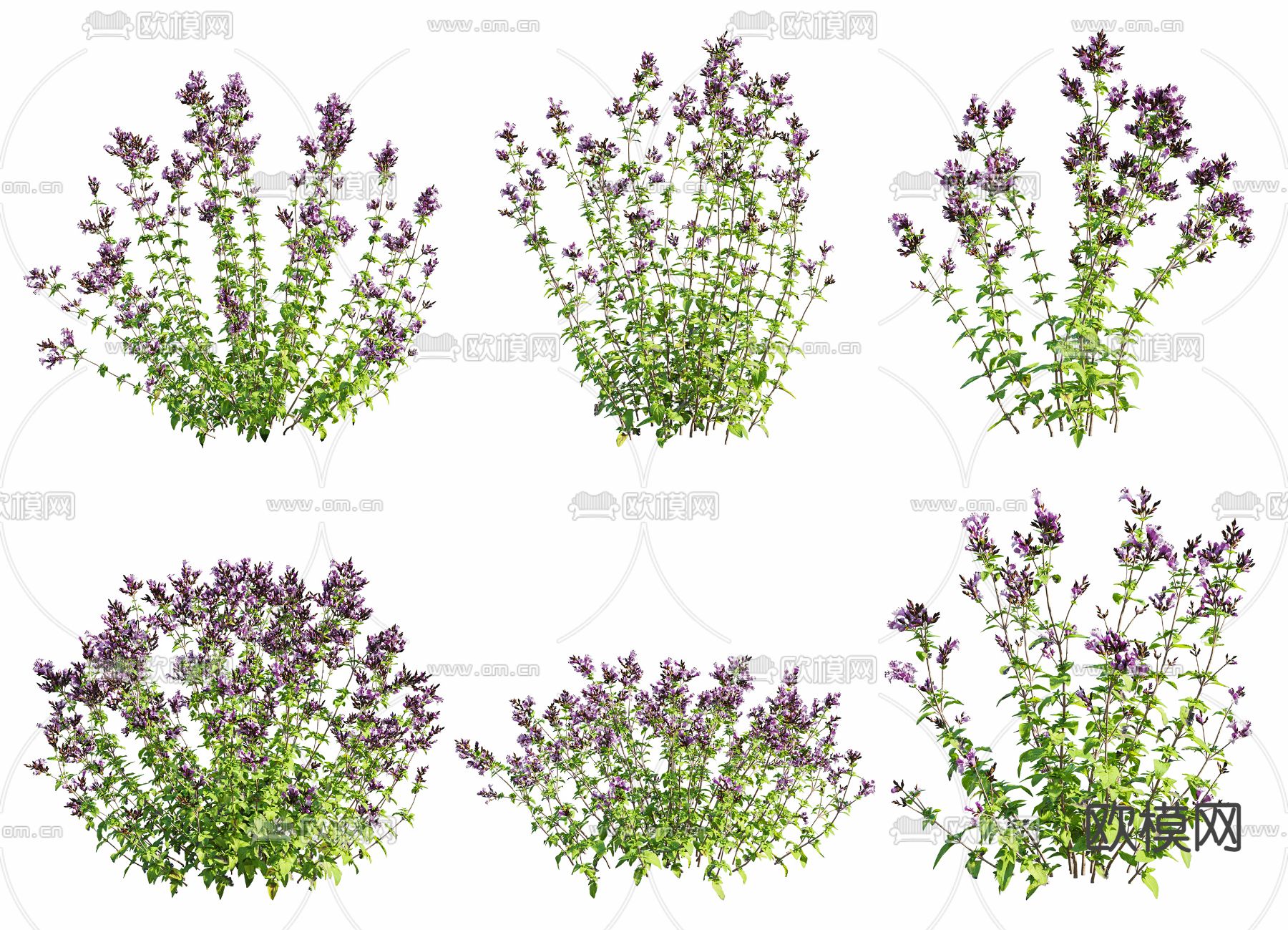 现代皮萨草3d模型