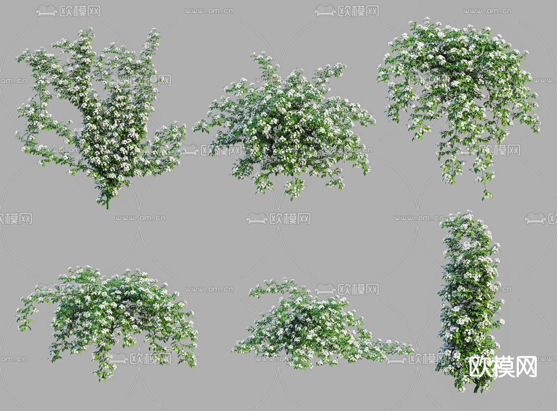 现代植物小果蔷薇3d模型