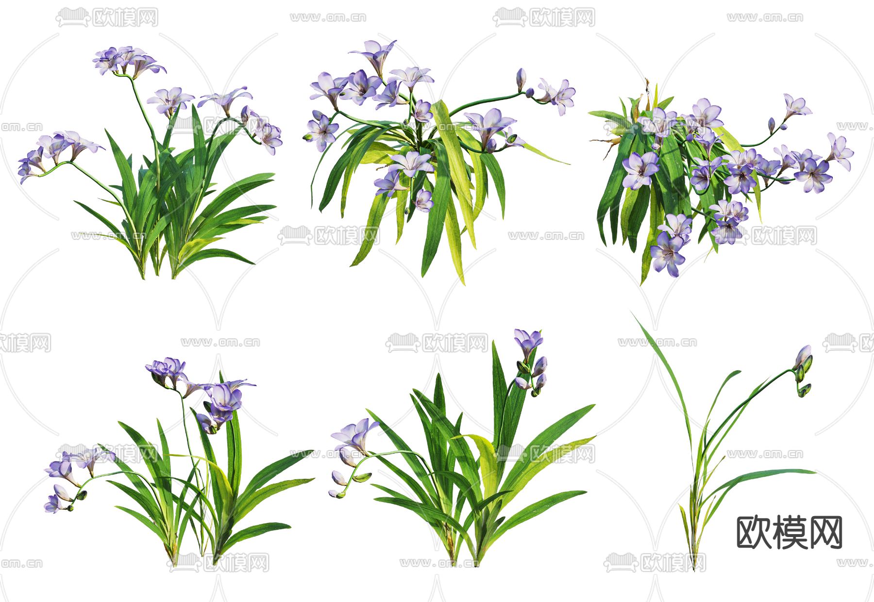 现代香雪兰花草3d模型