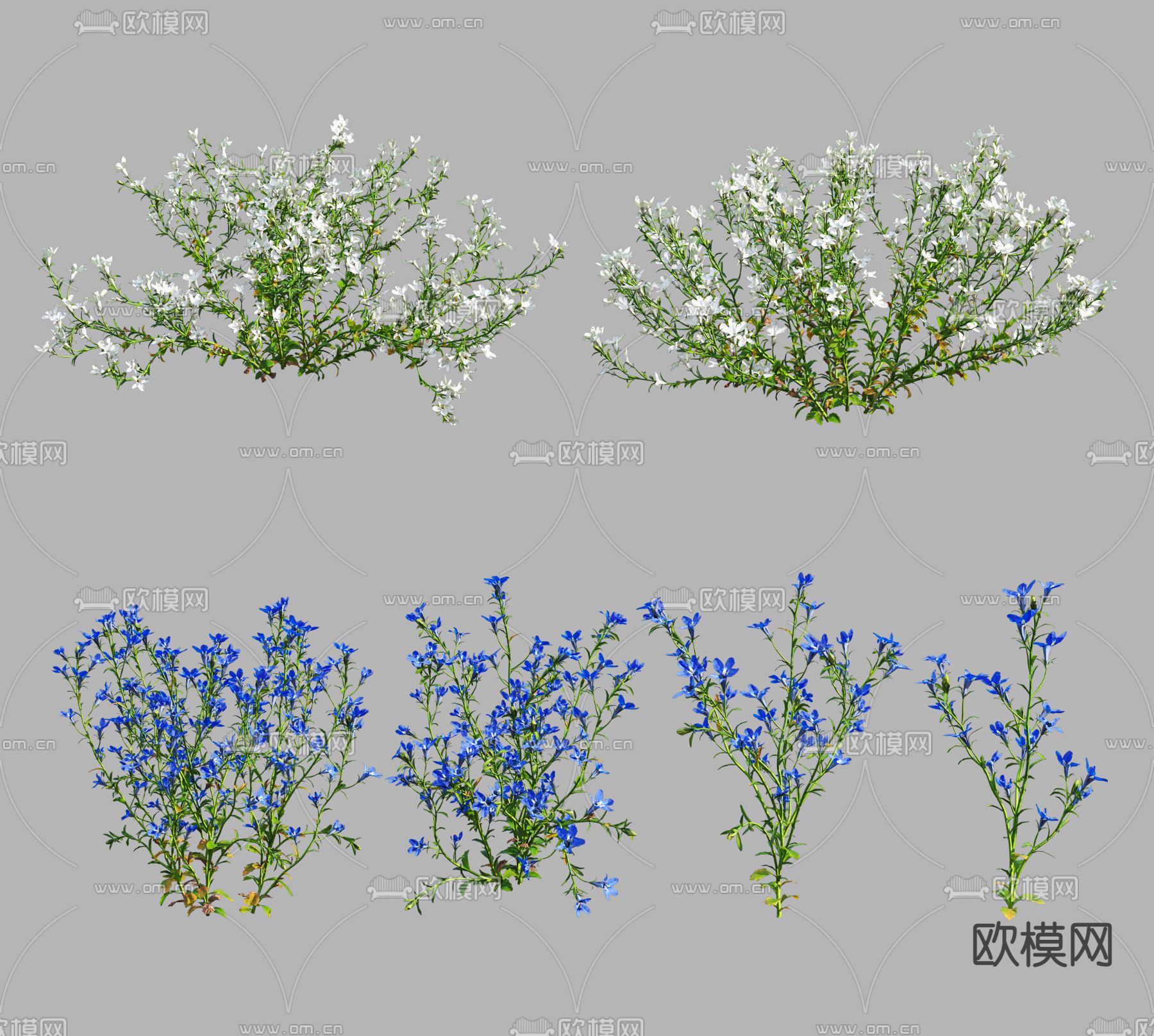 现代花草山梗菜3d模型