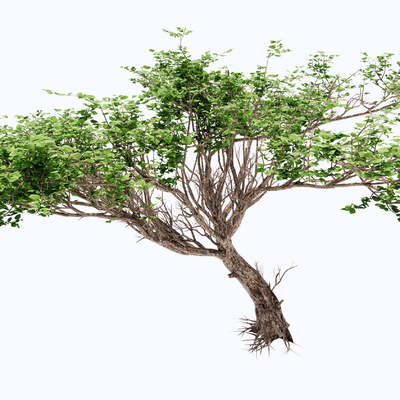  现代桃树su模型 