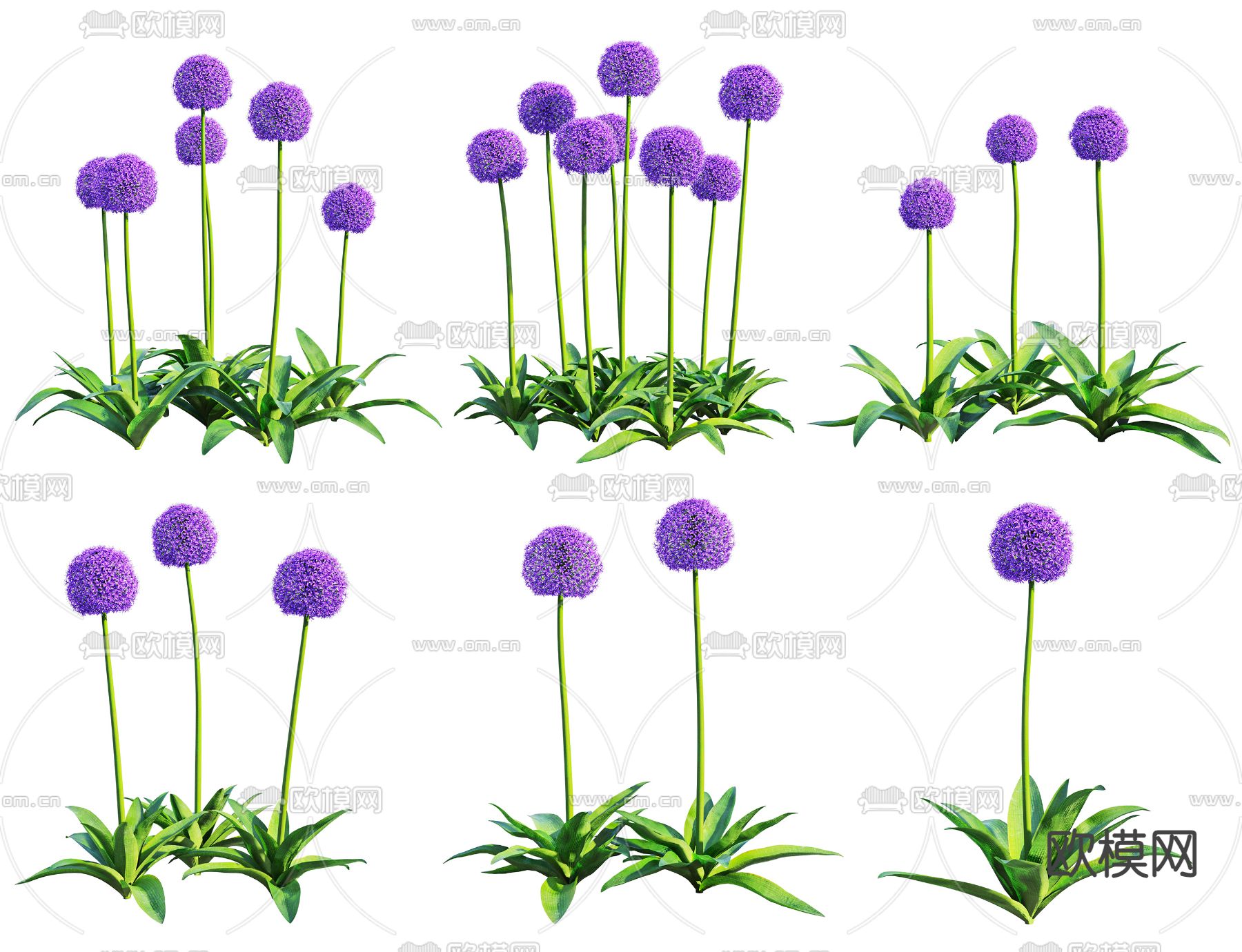 现代大花葱3d模型下载