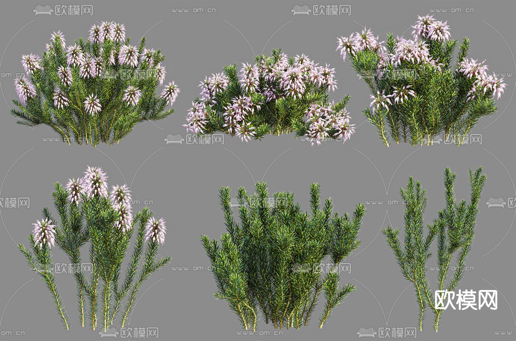 现代植物多花石楠3d模型