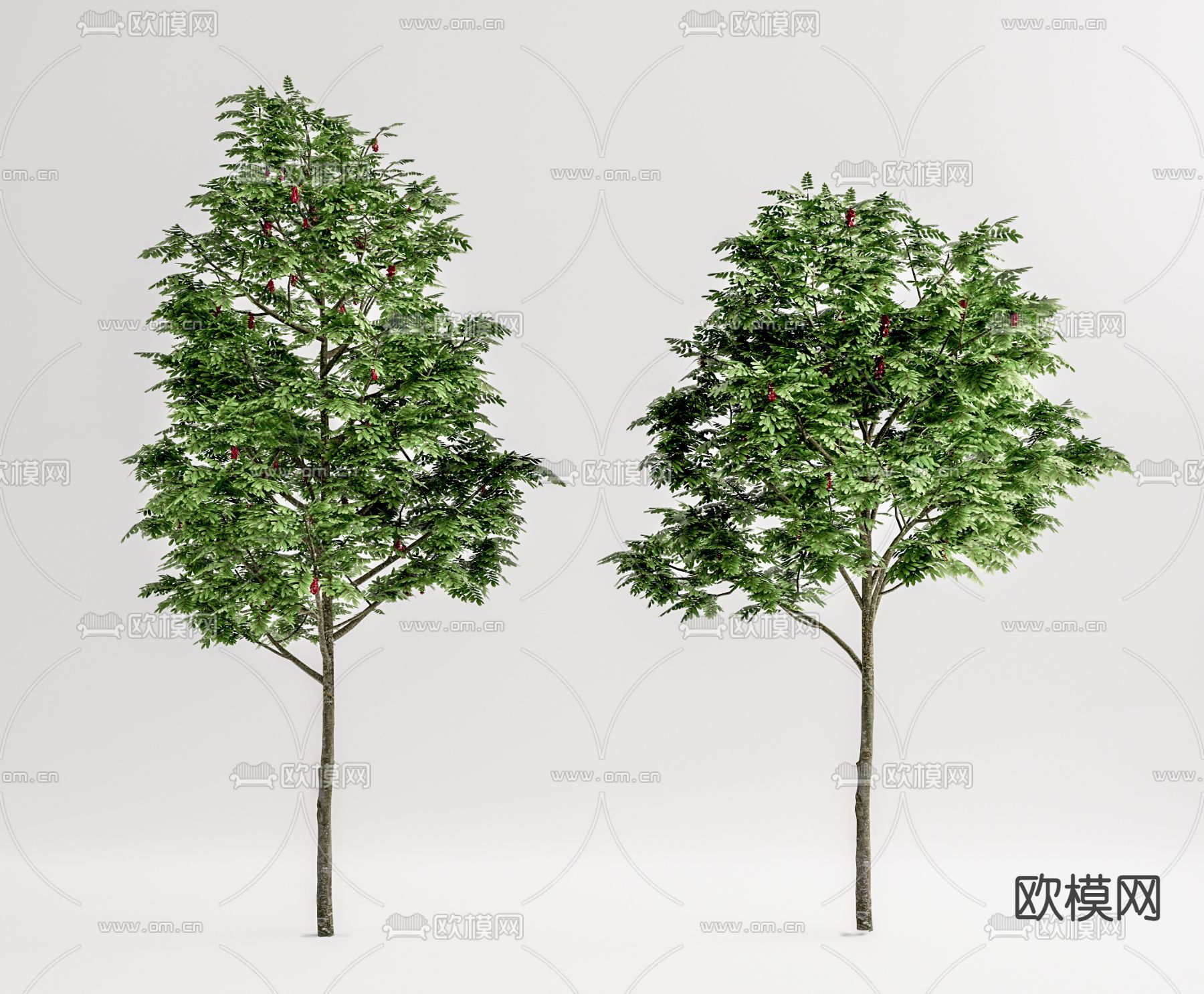 现代景观树su模型