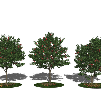  现代苹果树su模型 