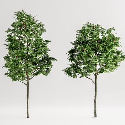 现代景观树su模型