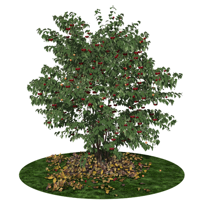  现代樱桃树su模型 